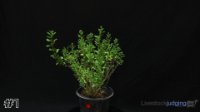Plant #1