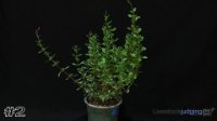 Plant #2