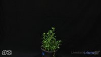 Plant #3