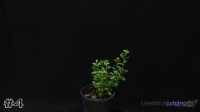 Plant #4