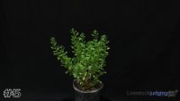 Plant #5