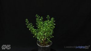 Class #1 Ground Cover thumbnail