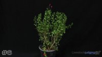 Plant #6