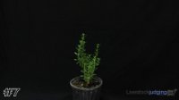 Plant #7