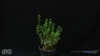 Plant #8