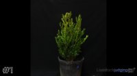 Shrub #1