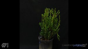 Class #2 Shrub thumbnail