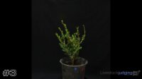 Shrub #3
