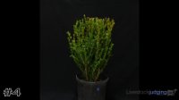 Shrub #4