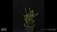 Shrub #5