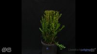 Shrub #6
