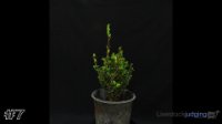 Shrub #7