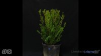 Shrub #8