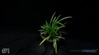 Plant #1