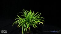 Plant #2