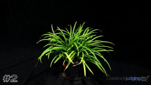 Class #3 Ground Cover thumbnail