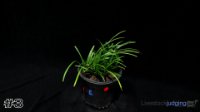 Plant #3