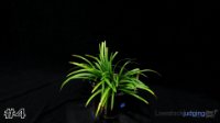 Plant #4