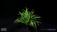 Plant #5