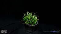 Plant #6