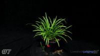 Plant #7