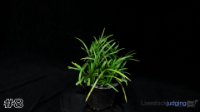 Plant #8