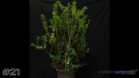 Plant #21