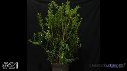 Plant #21
