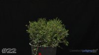 Plant #22