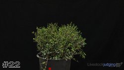 Plant #22