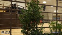 Plant #23