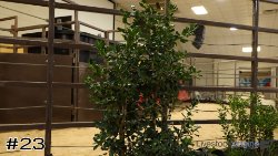 Plant #23