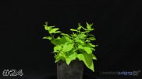 Plant #24
