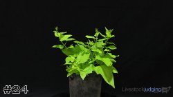 Plant #24