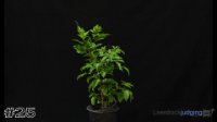 Plant #25