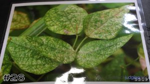 Class #6 Identification thumbnail