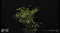 Plant #41