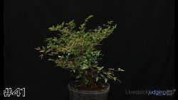 Plant #41