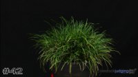Plant #42