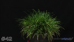 Plant #42