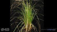 Plant #43