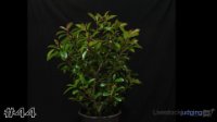 Plant #44
