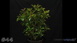Plant #44