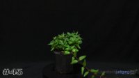 Plant #45