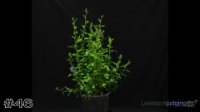 Plant #46