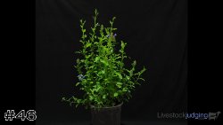 Plant #46