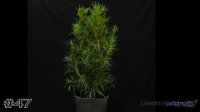 Plant #47