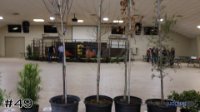 Plant #49