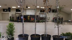 Plant #49
