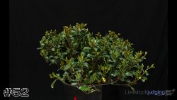 Plant #52